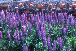 lupins and lobster traps - Laurie Murison