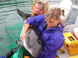Whale & Seabird staff helping a harbour porpoise