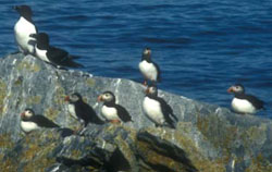 Atlantic puffins and razorbills - Laurie Murison