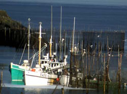 seining herring weir - Laurie Murison