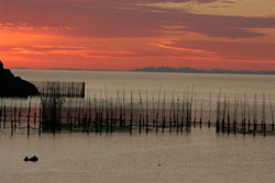 sunrise and herring weirs - Allan McDonald