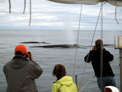 whale watching - Allan McDonald